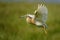 Yellow Heron in flight on a beautiful green background