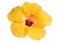 Yellow hibiscus