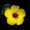 Yellow Hibiscus on Black