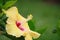 yellow hibiscus closeup