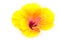 Yellow hibiscus flower
