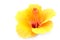 Yellow hibiscus flower