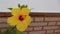 Yellow hibiscus flower against brick wall