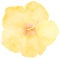 Yellow hibiscus flower collage