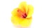 Yellow hibiscus flower isolated