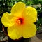 Yellow Hibiscus Flower -  Margarita