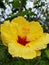Yellow hibiscus flower in upcountry maui hawaii