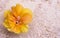 Yellow hibiscus flower on white sand. Copy space