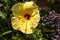 Yellow Hibiscus, Hawaii