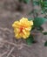 Yellow hibiscus is looking gorgeous