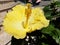 Yellow Hibiscus rosa flower