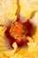 Yellow Hibiscus Stigma