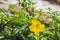 Yellow Hibiscus, tropical flower on a waterfall background