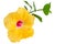 Yellow Hibiscus,Tropical flower on white