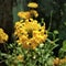 The yellow hibrid daisy flower