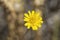 Yellow Hieracium Flowers (Hawkweed)