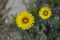 Yellow Hieracium Flowers (Hawkweed)