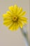 Yellow Hieracium Sylvaticum