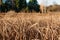 Yellow, high, autumn grass close-up. Autumn day. Dry grass in the field