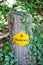 Yellow hiking trail mark on a wooden stump in the forest. Sign TRANSLATION: Wanderweg - trail, hiking path in German. Tourist