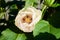 Yellow hisbiscus bloom