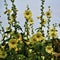 Yellow hollyhock Alcea flowers in a garden