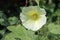 Yellow hollyhock flower