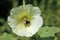 Yellow hollyhock flower with a bee