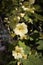 Yellow Hollyhocks (Althaea)