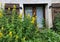 Yellow hollyhocks in front of lace-curtained alpine cottage window with brown wooden shutters