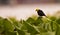 Yellow-hooded Blackbird