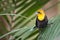 Yellow-hooded Blackbird