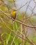 Yellow-hooded Blackbird on twig