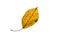 Yellow hornbeam leaf in autumn colouring