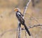 Yellow hornbill