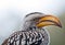 Yellow hornbill portrait