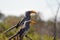 Yellow hornbills