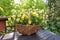 Yellow horned pansy flowers basket
