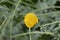 Yellow horned poppy