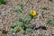 Yellow Horned-poppy - Glaucium flavum - Cley Marshes Norfolk Wildlife Trust, England, UK