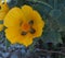 Yellow Horned Poppy Or Glaucium Flavum Crete Greece