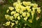 Yellow horned violet pansies