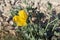 Yellow hornpoppy from Brijuni National Park