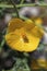 Yellow hornpoppy  flowers