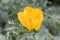 Yellow hornpoppy, Glaucium flavum, flower