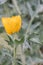 Yellow hornpoppy, Glaucium flavum, flower sideways