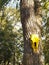 Yellow Horse Head on Large Tree