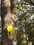 Yellow Horse Head on Large Tree