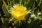 Yellow Hottentot fig flowers growing over the Atlantic Ocean in the westernmost part of Europe