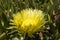 Yellow Hottentot fig flowers growing over the Atlantic Ocean in the westernmost part of Europe